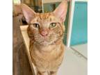 Adopt Chunk Norris a Domestic Short Hair