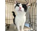 Adopt Beetlejuice a Domestic Short Hair, Extra-Toes Cat / Hemingway Polydactyl
