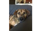 Adopt Tomtom a Brown/Chocolate - with White Black Mouth Cur / Mixed dog in