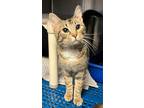 Adopt Parker a Gray, Blue or Silver Tabby Domestic Shorthair (short coat) cat in