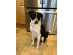 Adopt Pepper a Black - with White Border Collie / Mixed Breed (Medium) / Mixed