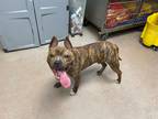 Adopt Stuart Little a Brindle - with White Mixed Breed (Medium) / Mixed dog in