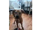 Adopt Penny a Tan/Yellow/Fawn American Pit Bull Terrier / Boxer / Mixed dog in