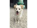 Adopt Fred a Terrier, Mixed Breed