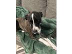 Adopt Samantha a Brindle - with White Whippet / Rat Terrier / Mixed dog in