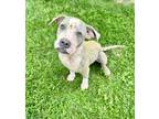 Adopt Bethoven a Pit Bull Terrier, Mixed Breed