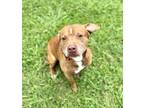 Adopt Kane a Pit Bull Terrier, Mixed Breed