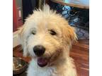 Adopt BUBBLES a White Goldendoodle / Poodle (Standard) / Mixed dog in Fairfax
