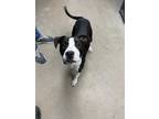 Adopt Maddie a Black - with White Border Collie / Mixed Breed (Medium) / Mixed