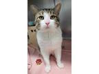 Adopt Wonder a White (Mostly) Domestic Shorthair (short coat) cat in Yorkville