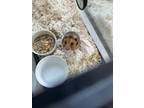 Adopt Pepsi a Brown or Chocolate Hamster (short coat) small animal in Chippewa