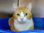 Adopt Mo a Orange or Red (Mostly) Domestic Shorthair / Mixed cat in