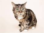 Adopt Patty Melt a Domestic Shorthair / Mixed cat in Millersville, MD (41333111)