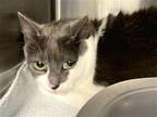 Adopt Thelma a Gray or Blue (Mostly) Domestic Shorthair / Mixed cat in