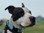 Adopt Bonnie a Black - with White Pit Bull Terrier / Mixed dog in Millersville