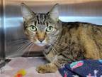 Adopt Capybara a Domestic Shorthair / Mixed cat in Millersville, MD (41360830)