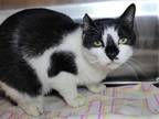 Adopt Chicken Tender a Black & White or Tuxedo Domestic Shorthair / Mixed cat in