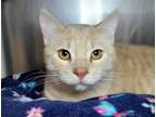 Adopt Cinco a Domestic Shorthair / Mixed cat in Millersville, MD (41360828)