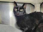 Adopt Coke Zero a All Black Domestic Shorthair / Mixed cat in Millersville