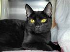 Adopt Ember a All Black Domestic Shorthair / Mixed cat in Millersville
