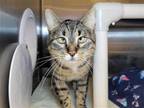 Adopt Mozzarella Stick a Domestic Shorthair / Mixed cat in Millersville