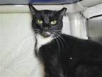 Adopt Pickle Spear a Black & White or Tuxedo Domestic Shorthair / Mixed cat in