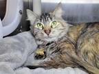 Adopt Salsa a Domestic Mediumhair / Mixed cat in Millersville, MD (41361007)