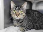Adopt Sombrero a Domestic Shorthair / Mixed cat in Millersville, MD (41361006)