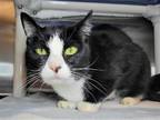 Adopt Figgy a Black & White or Tuxedo Domestic Shorthair / Mixed cat in