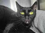 Adopt Ginny a All Black Domestic Shorthair / Mixed cat in Millersville