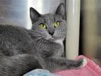 Adopt Honolulu a Gray or Blue (Mostly) Domestic Shorthair / Mixed cat in