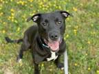 Adopt Sherman a Black - with White Pit Bull Terrier / Mixed dog in Millersville
