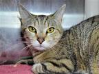Adopt Kreme a Domestic Shorthair / Mixed cat in Millersville, MD (41426692)