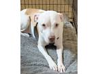 Adopt Lucy a White - with Brown or Chocolate Pit Bull Terrier / Mixed dog in