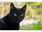 Adopt Lonestar a All Black Domestic Shorthair (short coat) cat in Jacksonville
