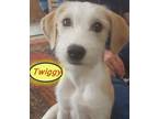 Adopt Twiggy a White - with Tan, Yellow or Fawn Terrier (Unknown Type