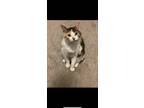 Adopt Penelope a Calico or Dilute Calico Domestic Shorthair / Mixed (short coat)