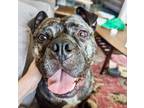 Adopt APPA a American Pit Bull Terrier / Mixed dog in Barrington, RI (41272225)
