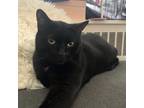 Adopt Scout a All Black Domestic Shorthair (short coat) cat in Toronto