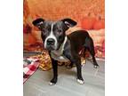 Adopt Alberto a Pit Bull Terrier