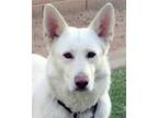 Adopt Marjorine a White German Shepherd Dog / German Shepherd Dog / Mixed dog in