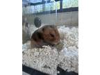 Adopt Dr. Pepper a Brown or Chocolate Hamster (short coat) small animal in