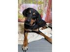 Adopt Riot a Labrador Retriever, Shepherd