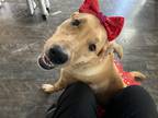Adopt Coco a Tan/Yellow/Fawn German Shepherd Dog / Husky / Mixed dog in