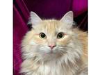 Adopt Sir Meowlahad a Cream or Ivory Domestic Mediumhair / Domestic Shorthair /