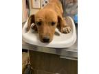 Adopt 55919528 a Red/Golden/Orange/Chestnut Dachshund / Mixed dog in Los Lunas