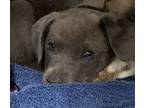 Adopt 55919259 a Gray/Blue/Silver/Salt & Pepper American Pit Bull Terrier /