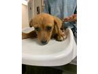 Adopt 55919515 a Red/Golden/Orange/Chestnut Dachshund / Mixed dog in Los Lunas