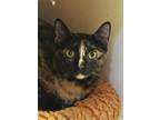 Adopt Gigi 52672 a All Black Domestic Shorthair / Domestic Shorthair / Mixed cat
