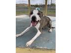 Adopt Dako a Brindle American Pit Bull Terrier / Mixed Breed (Medium) / Mixed